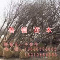 供應工程苗木 綠化苗木