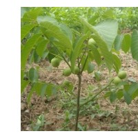 沂蒙薄殼核桃，中農(nóng)短枝核桃苗，香菱核桃苗