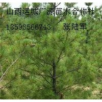 4米油松大量低價優惠供應