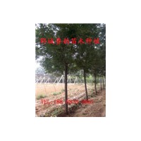 6公分國(guó)槐價(jià)格