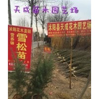 大量營養缽雪松苗