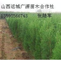2米側柏大量低價優惠供應