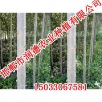 河北竹柳【邯鄲潤德農業】竹柳價格