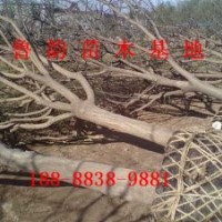 哪里的國(guó)槐樹(shù)好量大嗎(圖)山東國(guó)槐價(jià)格