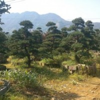 供應(yīng)景觀松，黑松，五針?biāo)?，泰山松，松樹?/></a>
<div><a href=