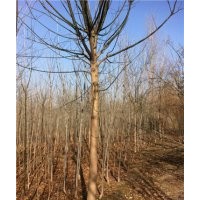 國(guó)槐價(jià)格12公分國(guó)槐多少錢一棵