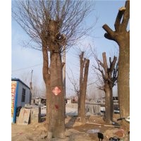 60公分皂角樹多少錢一棵山東皂角樹價(jià)格