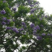 藍(lán)花楹