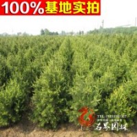 銷售華山松 華山松小苗 規格齊全