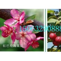 紅巴倫海棠，長勢快，紅花，大果，臨沂北美海棠研究所
