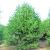 精品3.5米藍田白皮松