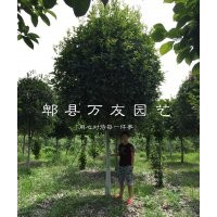 成都桂花|成都高桿桂花|成都桂花批發|四川桂花哪家好