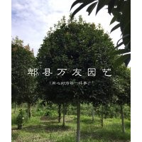 成都桂花基地|四川桂花哪家便宜|四川高桿桂花批發|成都桂花