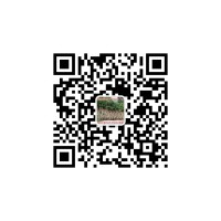 供應2016福建羅漢松福建桂花茶花福建天竺桂天竺桂價格表