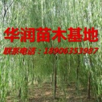 北京6公分金絲垂柳嫁接多少錢一顆，華潤苗木---