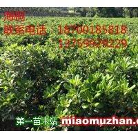海桐，營養(yǎng)缽海桐