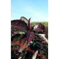 王族海棠，絢麗海棠，金葉復葉槭，紅葉復葉槭，紅葉李