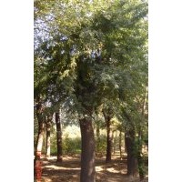 欒樹(shù)，欒樹(shù)種植基地，準(zhǔn)時(shí)裝車(chē)，是欒樹(shù)首選