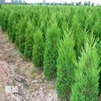 現在檜柏蜀檜價格1.5米蜀檜價格2米蜀檜價格