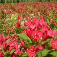 紅王子錦帶苗圃基地?cái)?shù)量多規(guī)格全 紅王子錦帶價(jià)格咨詢(xún)