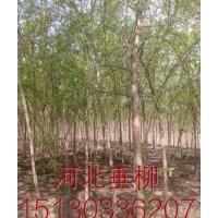 凱達--柳樹基地長期供應各種喬灌木