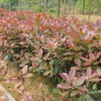 紅葉石楠、金葉蕕、紅帽月季、八仙花、法國冬青