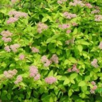 三裂繡線菊、李葉繡線菊、金山繡線菊、紅花繡線菊、金焰繡線菊、