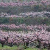 供應山桃，山杏，櫻花，海棠，櫻桃等
