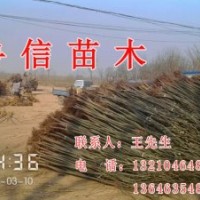 供應國槐 白蠟 法桐 五角楓 榆樹紫葉李 毛白楊 速生柳 黃柳 垂柳