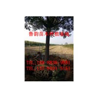 哪里有大規(guī)格國槐樹多少錢一棵