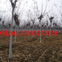 欒樹低價供應：最新欒樹價格、最新欒樹圖片、欒樹基地