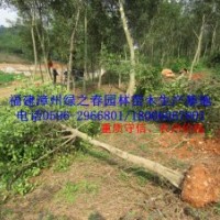 福建小葉榕地苗袋苗胸徑8-10公分 漳州細葉榕假植苗 農戶價格