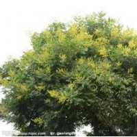 河北欒樹河北苗木綠化苗木欒樹報價欒樹價格欒樹規格國槐欒樹白蠟