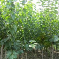 大量供應小苗:紫薇大苗 、桑樹小苗 、扶芳藤小苗