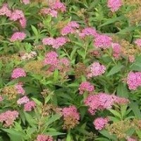 大量供應(yīng)小苗:火棘小苗、黃馨小苗、繡線菊小苗