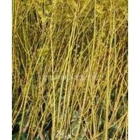 大量供應(yīng)小苗:紫玉蘭小苗、黃玉蘭小苗、黃金槐小苗