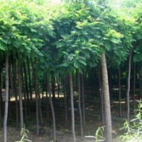 大量供應(yīng)小苗:江南槐小苗、國(guó)槐小苗、垂槐小苗