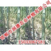 邢臺竹柳【邯鄲潤德農業】竹柳價格