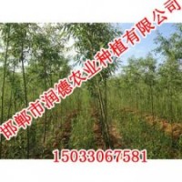 邢臺柳樹【邯鄲潤德農業】柳樹價格