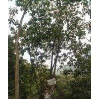 低價供應山貨馬靈光