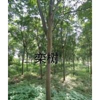 大量供應各種規格樸樹,烏桕,香樟