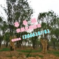 長期供應茶條槭15-50公分