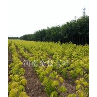 金葉復(fù)葉槭，北美紅楓秋火焰 15539560022