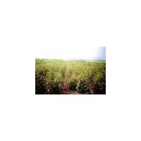 精品苗木、紅花木蓮苗木