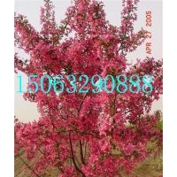 紅衣主教海棠接穗，紅衣主教海棠價格，臨沂北美海棠研究所