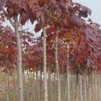 紅葉白蠟、白蠟、彩葉苗木、萊州、接穗、小苗