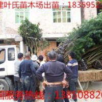 泉州茶花苗木 供應泉州茶花樹木 福建葉氏苗木場出苗 泉州工程苗