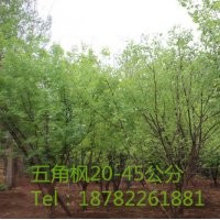 基地大量供應五角楓20-45公分