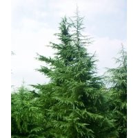 雪松.蜀檜.龍柏.（廣、白、紅、紫）玉蘭.紅葉石楠