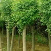 1—4年冠移栽種植國槐、白臘、速生白臘、欒樹
